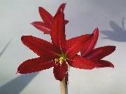 Rhodophiala bifida